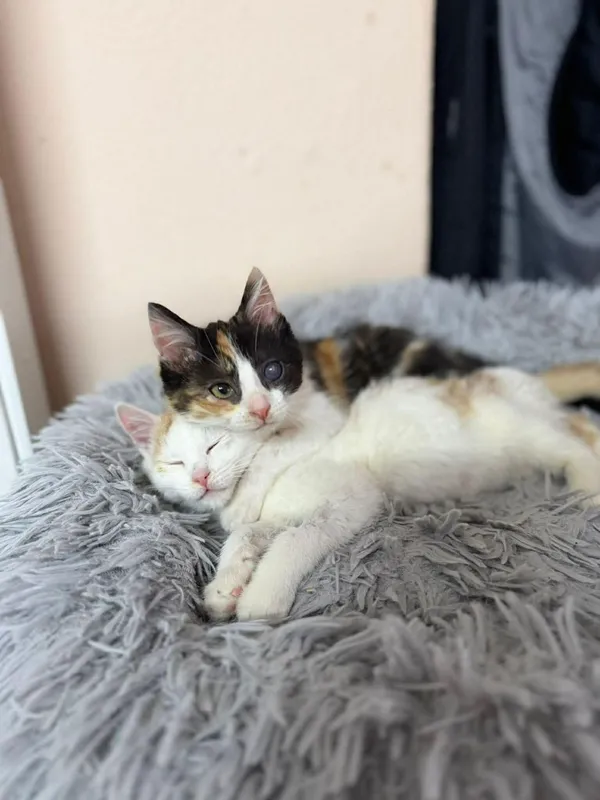 Kot do adopcji, Głowno, 27 grudnia 2025 (2/5)