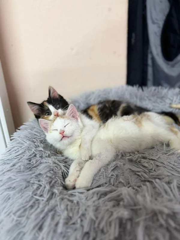 Kot do adopcji, Głowno, 27 grudnia 2025 (3/5)