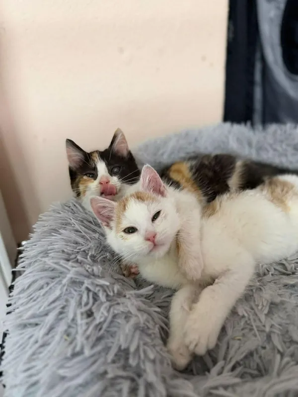 Kot do adopcji, Głowno, 27 grudnia 2025 (5/5)