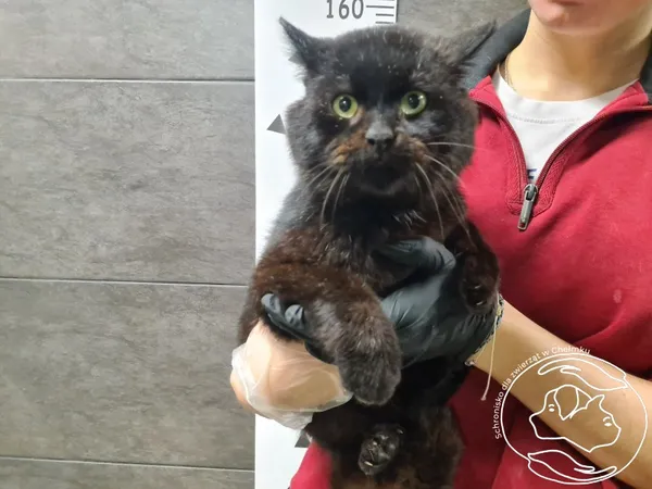 Znaleziono kota, Chełmek, 26 grudnia 2025