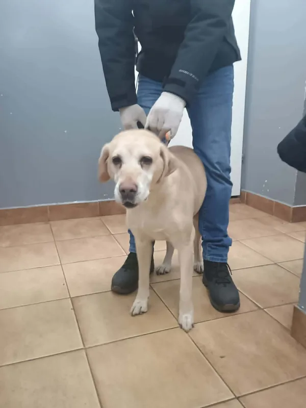 Znaleziono psa, Sosnowiec, 26 grudnia 2025