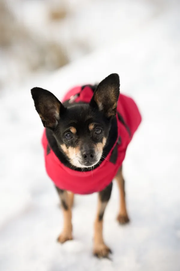 Znaleziono psa, Sosnowiec, 23 grudnia 2025 (1/5)