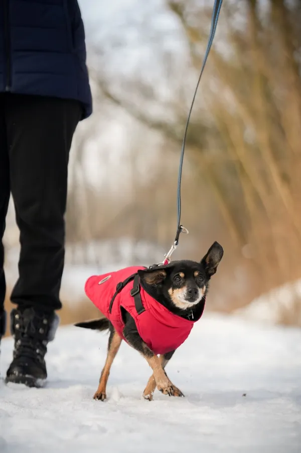 Znaleziono psa, Sosnowiec, 23 grudnia 2025 (2/5)