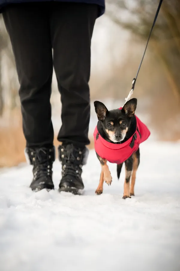 Znaleziono psa, Sosnowiec, 23 grudnia 2025 (3/5)