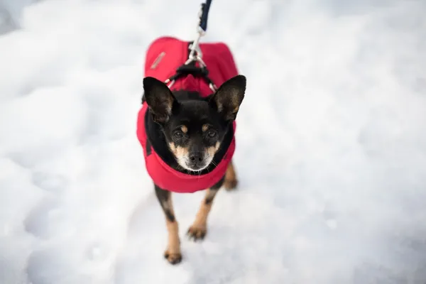 Znaleziono psa, Sosnowiec, 23 grudnia 2025 (4/5)