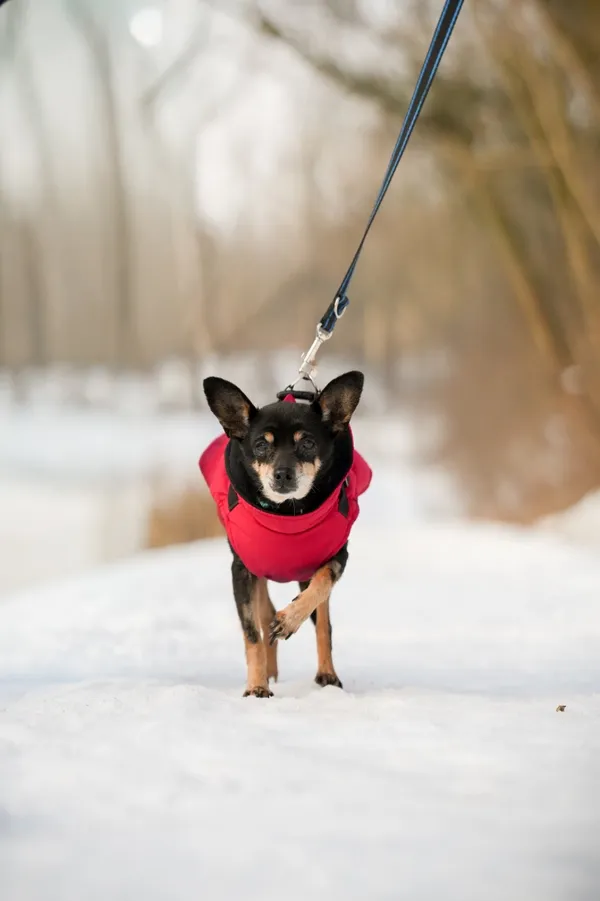 Znaleziono psa, Sosnowiec, 23 grudnia 2025 (5/5)