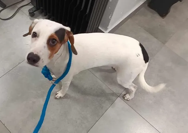 Znaleziono psa, Toruń, 24 grudnia 2025