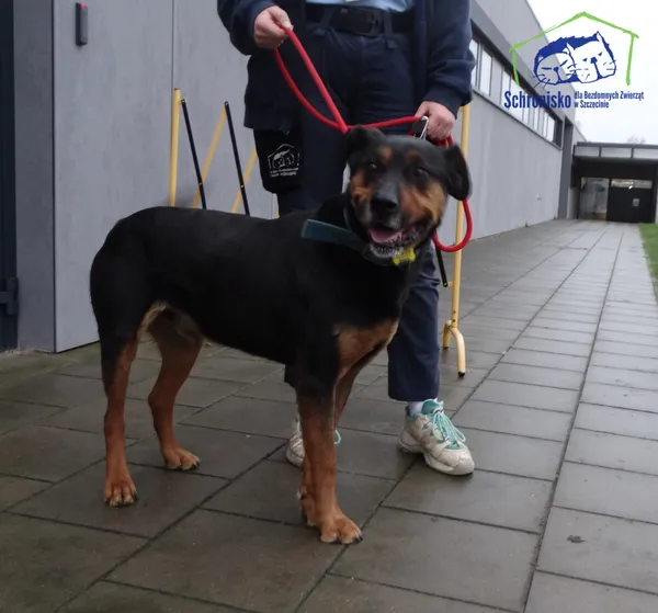 Znaleziono psa, Szczecin, 23 grudnia 2025