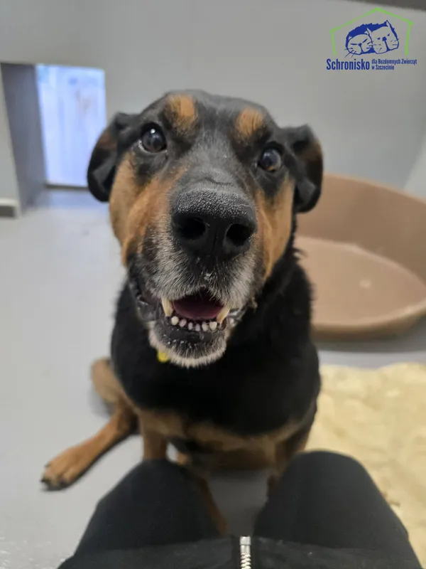 Znaleziono psa, Szczecin, 23 grudnia 2025 (1/2)