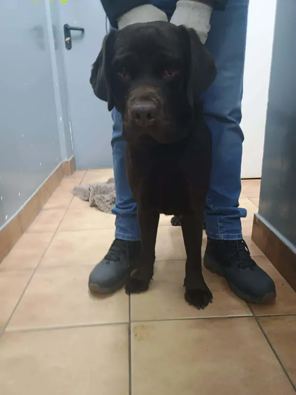 Znaleziono psa, Sosnowiec, 26 grudnia 2025