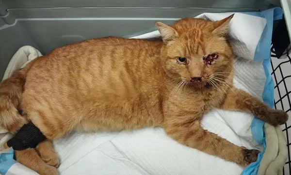 Znaleziono kota, Toruń, 26 grudnia 2025