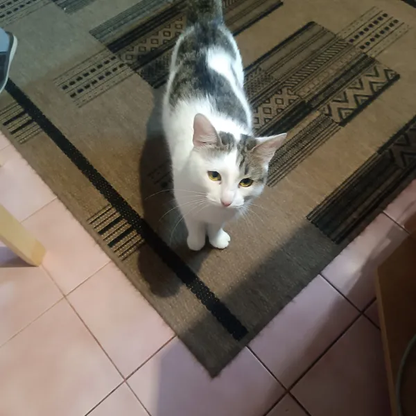 Zaginął kot, Dorożki, 28 grudnia 2025