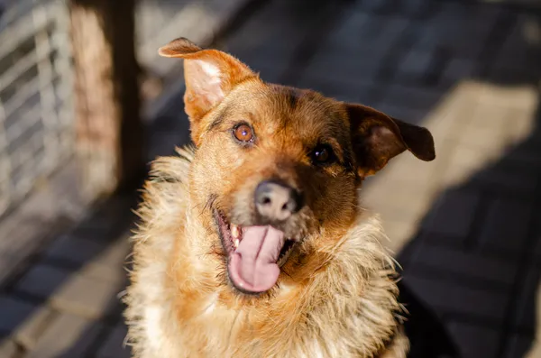 Oddam psa, Elbląg, Śródmieście, 28 grudnia 2025 (1/4)