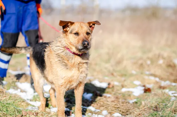 Oddam psa, Elbląg, Śródmieście, 28 grudnia 2025 (3/4)