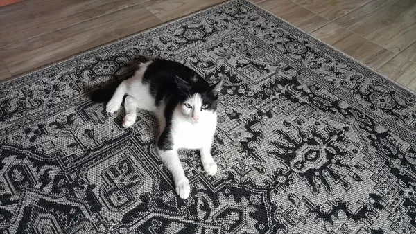 Zaginął kot, Korzenna, 28 grudnia 2025