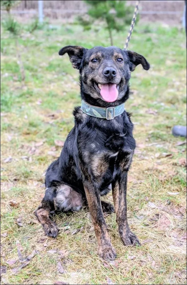 Znaleziono psa, Grudziądz, 28 sierpnia 2025