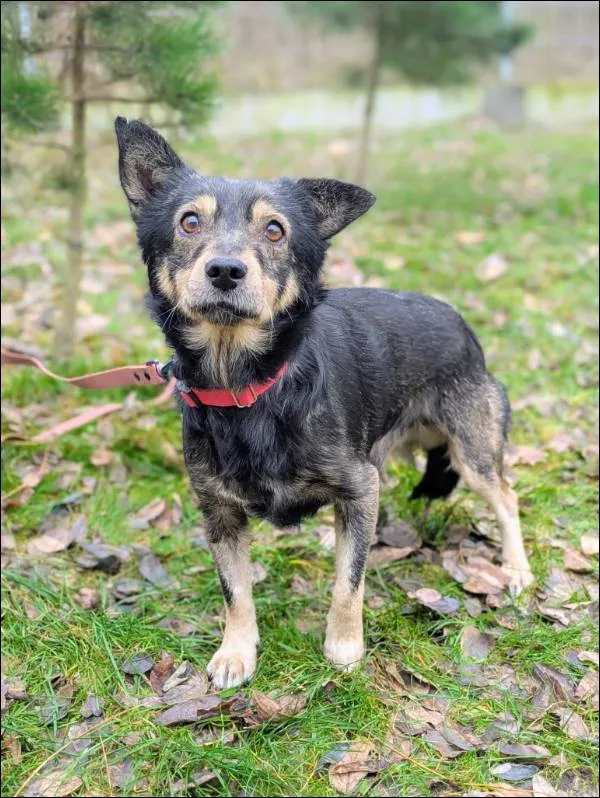 Znaleziono psa, Grudziądz, 15 listopada 2025