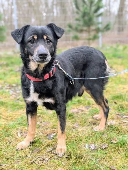 Znaleziono psa, Grudziądz, 9 listopada 2025