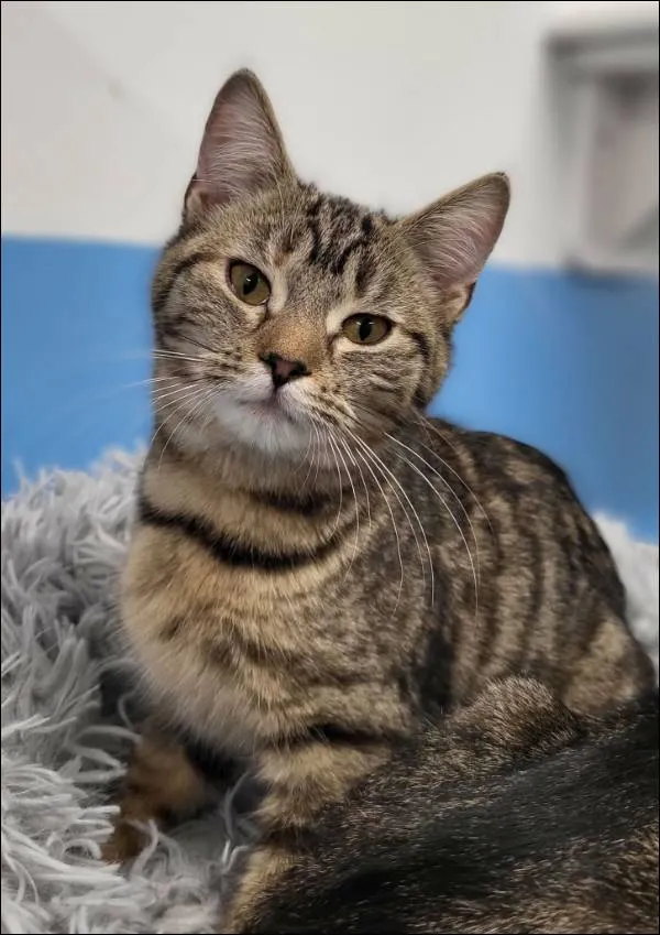 Znaleziono kota, Grudziądz, 1 listopada 2025