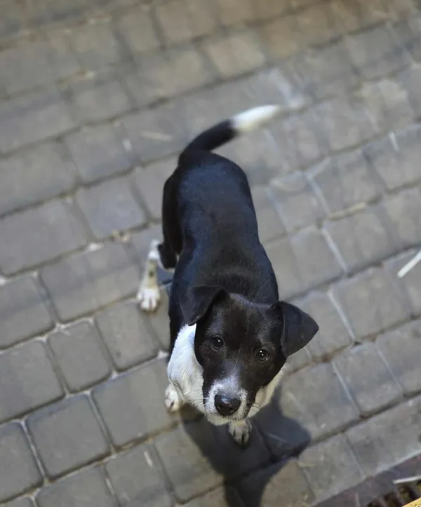 Pies do adopcji, Zgierz, 28 grudnia 2025 (3/4)