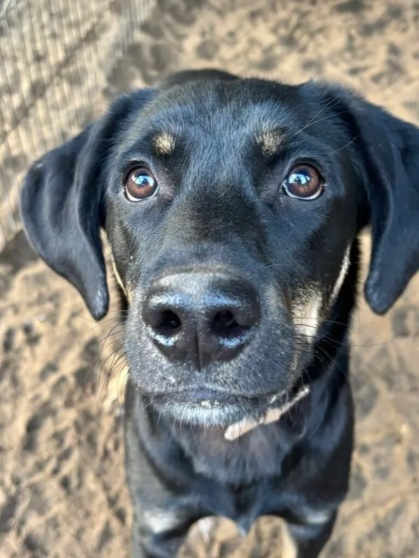 Pies do adopcji, Przyborówko, 28 grudnia 2025 (2/3)