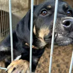Pies do adopcji