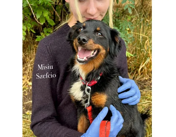 Pies do adopcji, Przyborówko, 28 grudnia 2025 (3/3)