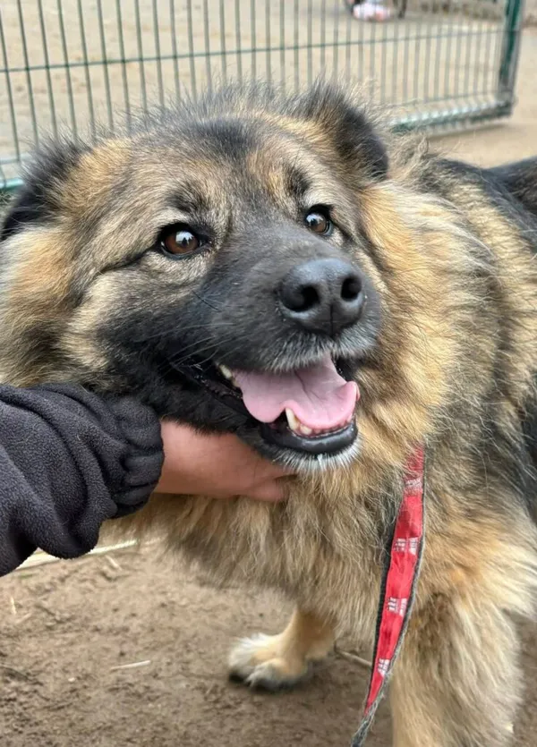 Pies do adopcji, Przyborówko, 28 grudnia 2025 (1/3)