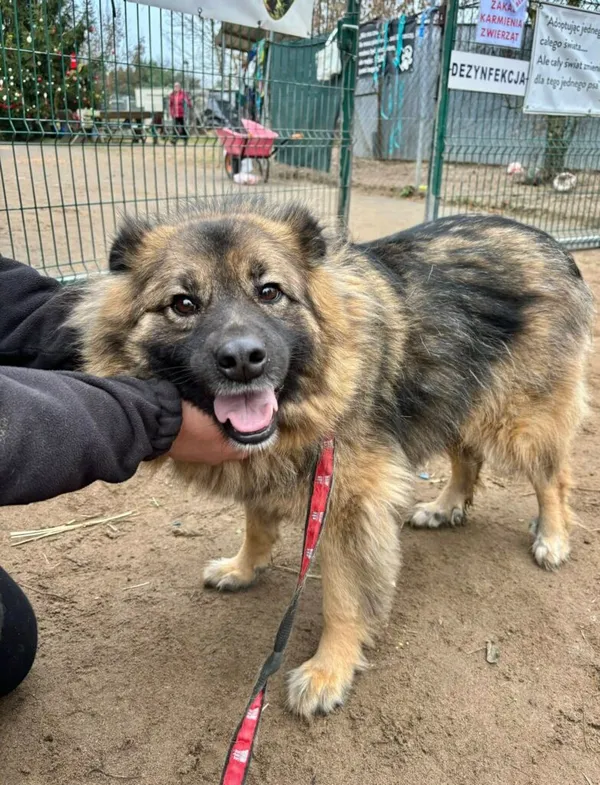 Pies do adopcji, Przyborówko, 28 grudnia 2025 (2/3)
