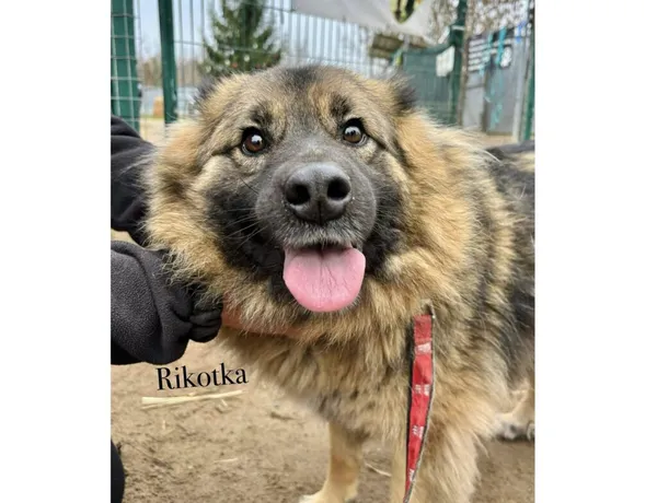 Pies do adopcji, Przyborówko, 28 grudnia 2025 (3/3)