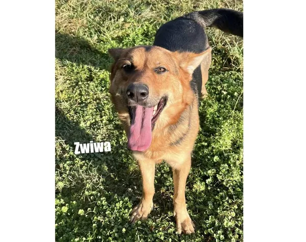 Pies do adopcji, Przyborówko, 23 lutego 2026 (1/3)