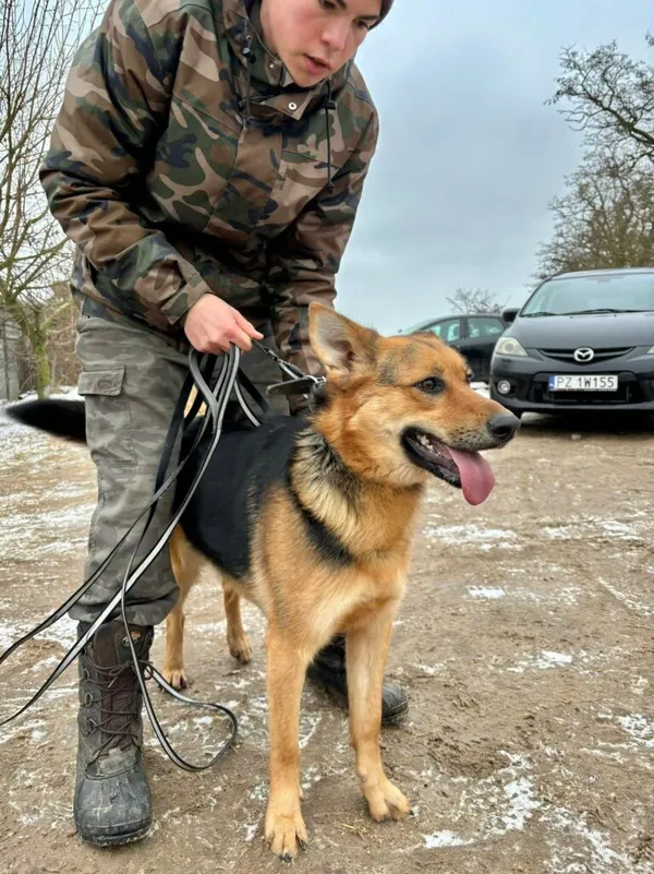 Pies do adopcji, Przyborówko, 23 lutego 2026 (3/3)