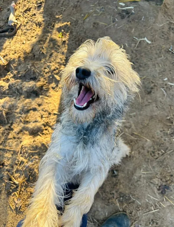 Pies do adopcji, Przyborówko, 28 grudnia 2025 (1/3)