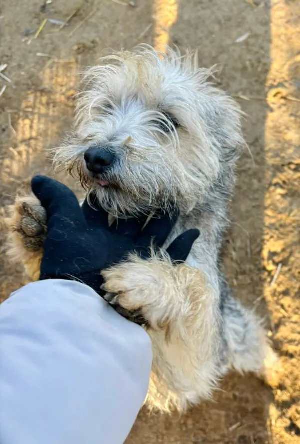 Pies do adopcji, Przyborówko, 28 grudnia 2025 (2/3)