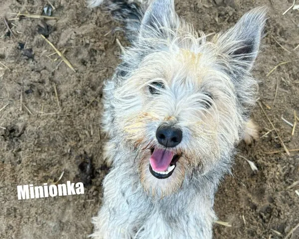 Pies do adopcji, Przyborówko, 28 grudnia 2025 (3/3)