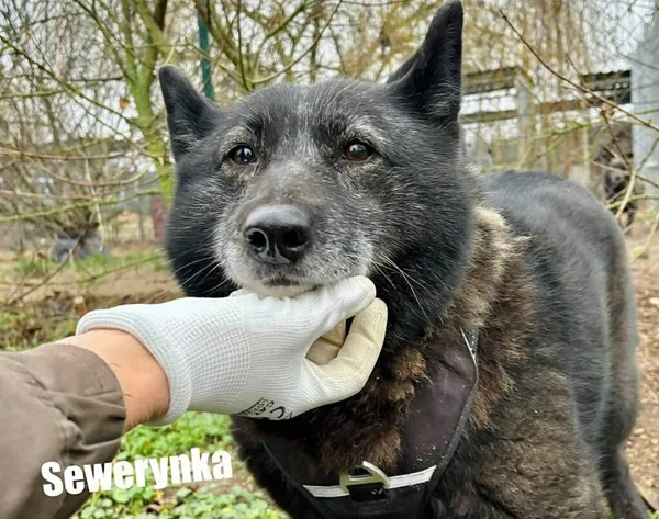 Pies do adopcji, Przyborówko, 28 grudnia 2025 (1/3)