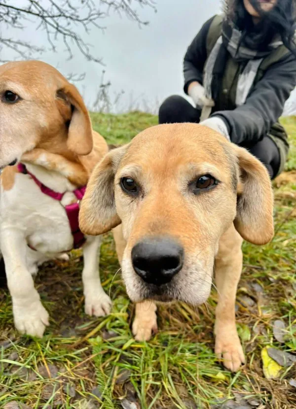 Pies do adopcji, Przyborówko, 28 grudnia 2025 (1/4)