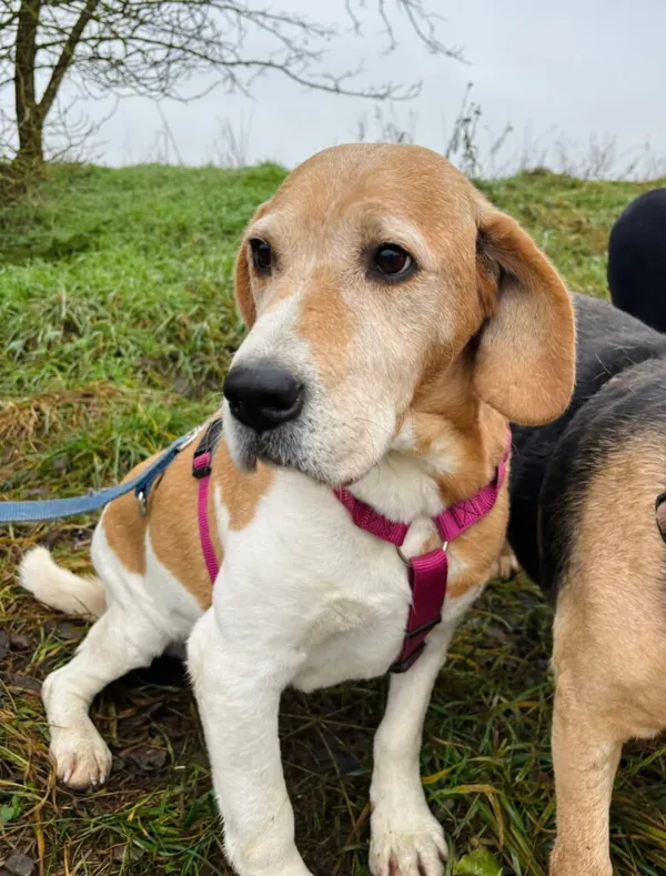 Pies do adopcji, Przyborówko, 28 grudnia 2025 (2/4)