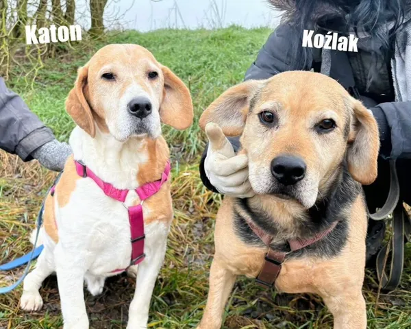 Pies do adopcji, Przyborówko, 28 grudnia 2025 (4/4)