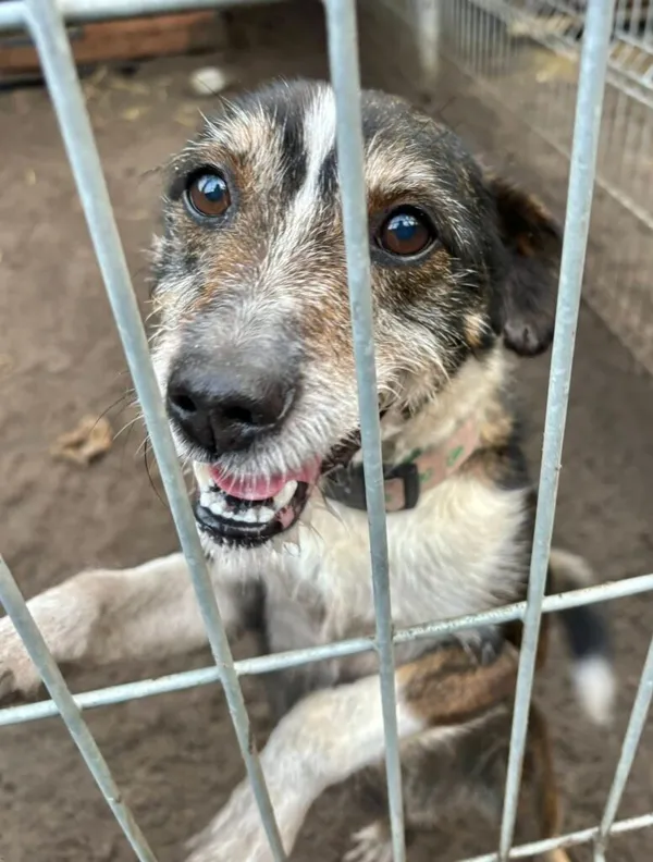 Pies do adopcji, Przyborówko, 28 grudnia 2025 (1/3)