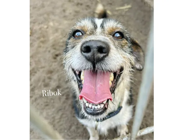 Pies do adopcji, Przyborówko, 28 grudnia 2025 (3/3)