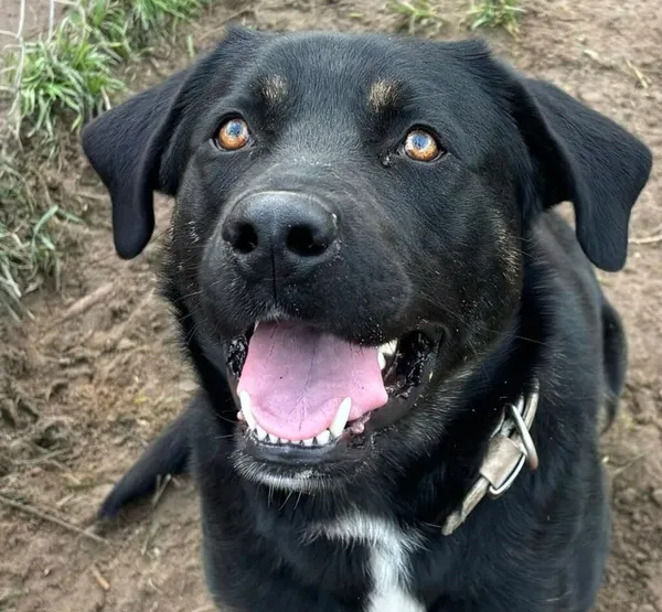 Pies do adopcji, Przyborówko, 28 grudnia 2025 (2/3)