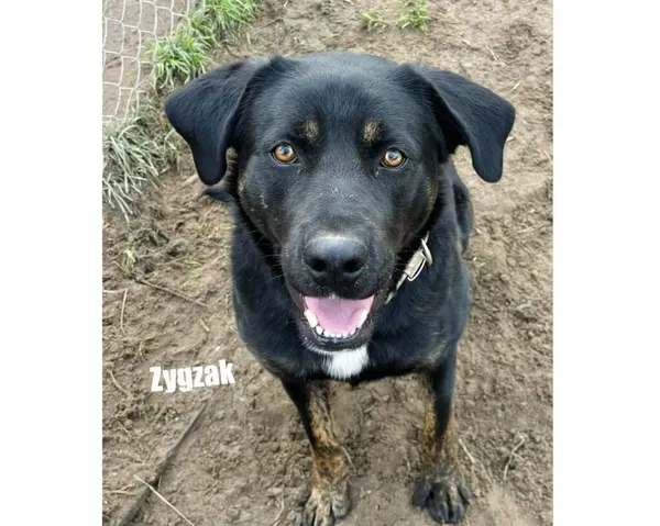 Pies do adopcji, Przyborówko, 28 grudnia 2025 (3/3)