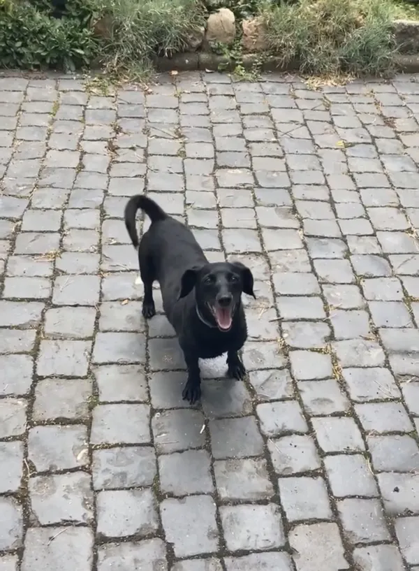 Zaginął pies, Łódź, 28 grudnia 2025