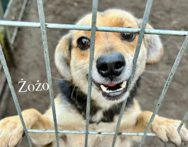 Pies do adopcji, Przyborówko, 28 grudnia 2025 (1/3)