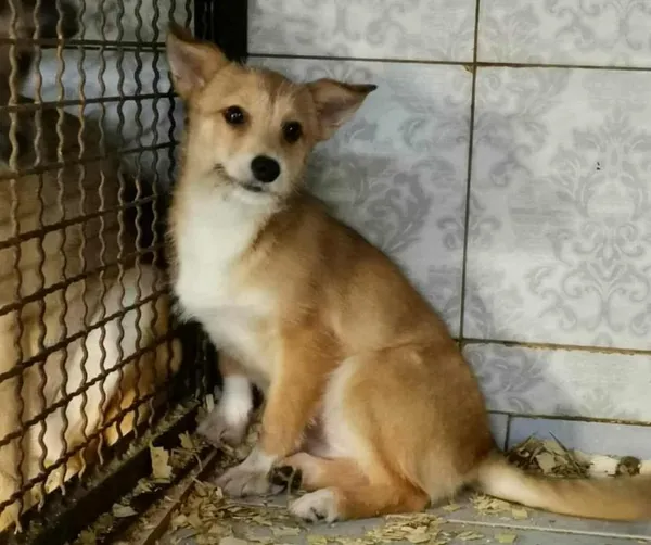 Znaleziono psa, Toruń, 28 grudnia 2025