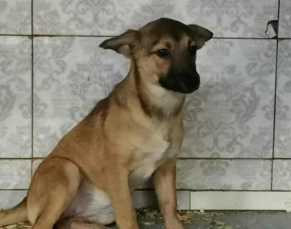 Znaleziono psa, Toruń, 28 grudnia 2025