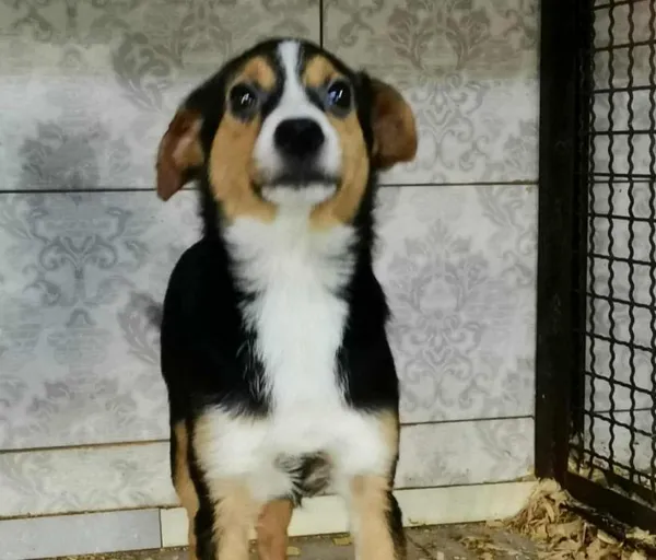 Znaleziono psa, Toruń, 28 grudnia 2025