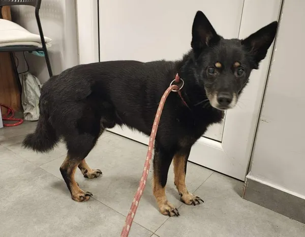 Znaleziono psa, Toruń, 28 grudnia 2025