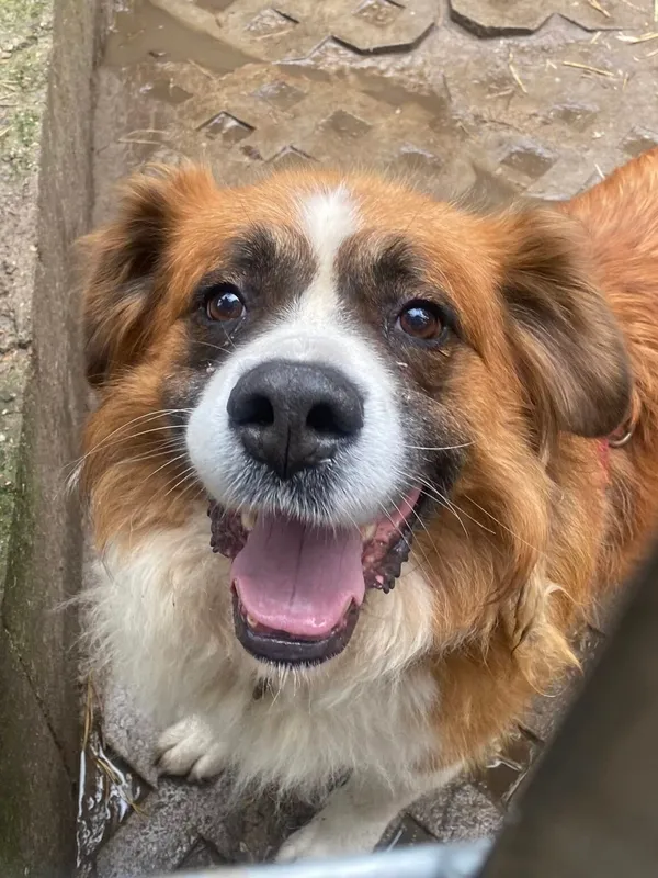 Pies do adopcji, Milanówek, 26 października 2025 (1/5)